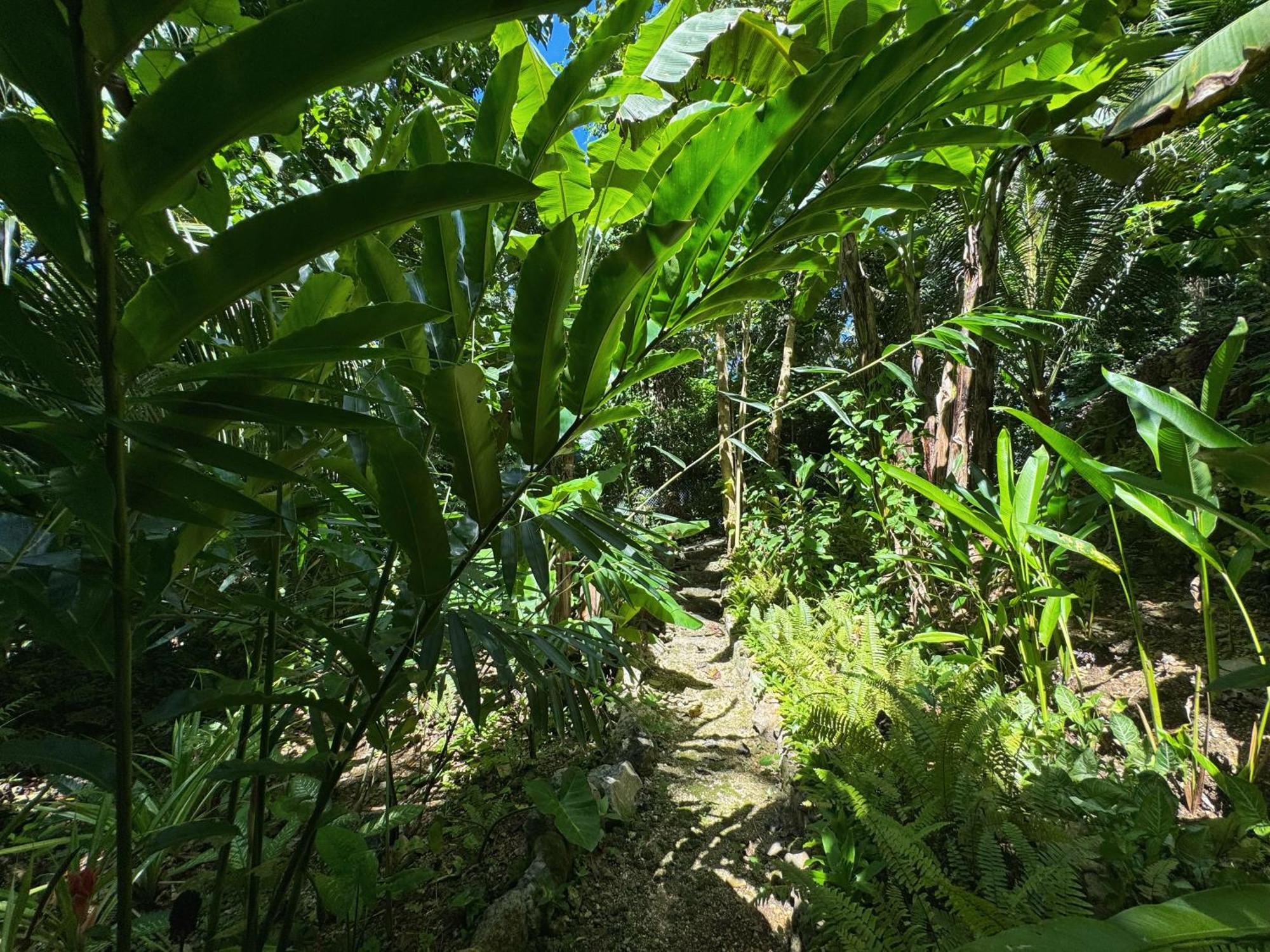 Jungle Kingdomes Guest House Siquijor Eksteriør billede