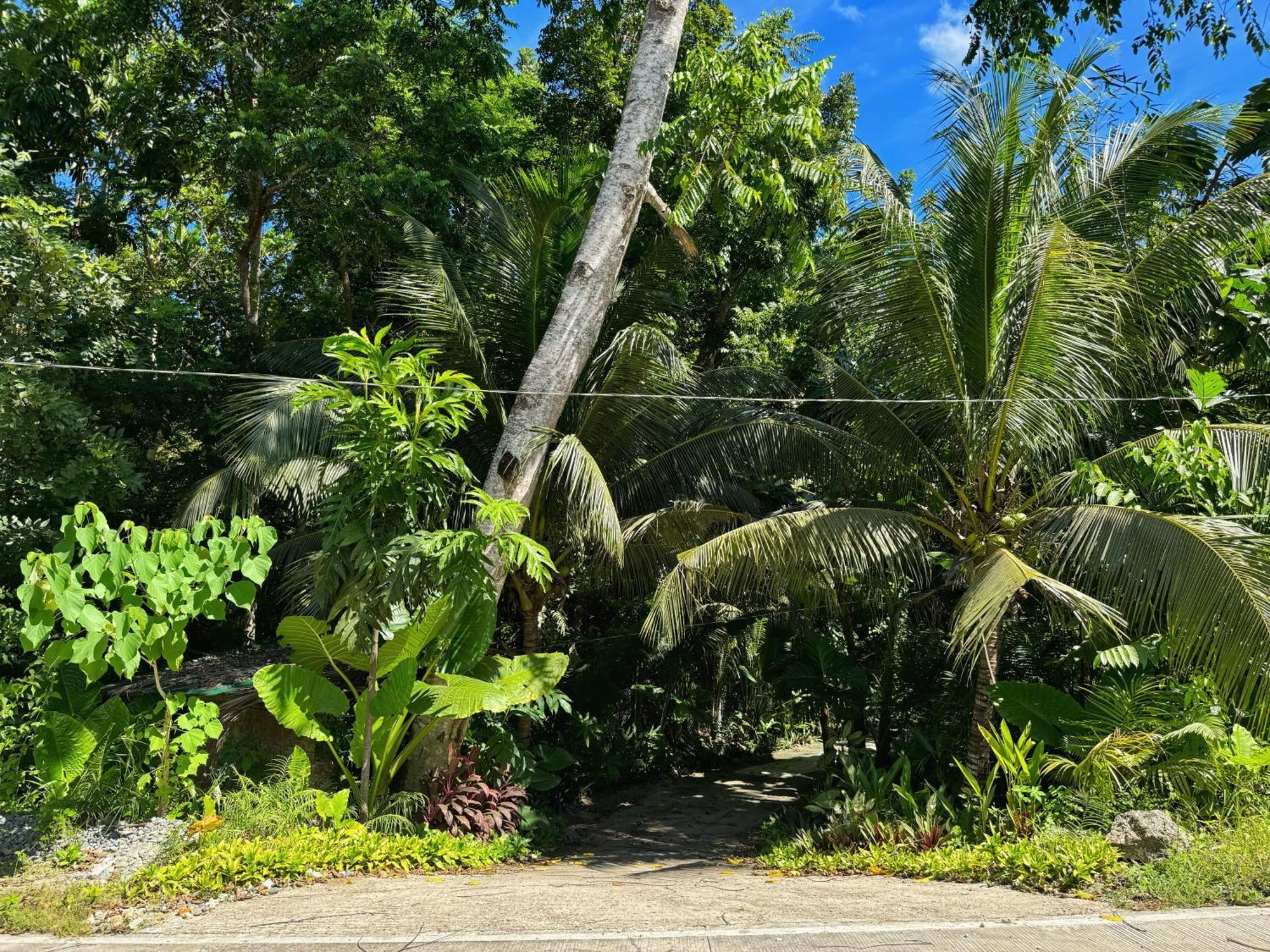 Jungle Kingdomes Guest House Siquijor Eksteriør billede